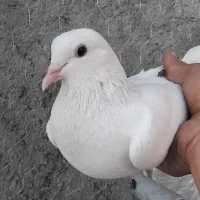 ۵ تاکفتر پرشی|پرنده|قرچک, میرزائی شمالی|دیوار