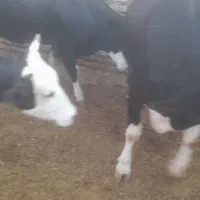 شیر گاو سیمینتال