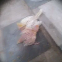 یکجف عروس نروماده مولد ودوعدد جوجه سرلاکی|پرنده|خمین, |دیوار