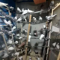 بار جدید کبوتر ۱۲۰ عدد|پرنده|ایلام, |دیوار