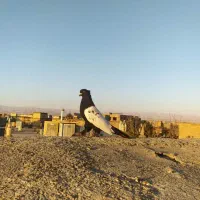 کبوترسینه سیاه  کله سبز ساده کاکل طوقی شازده سرور|پرنده|مشهد, امیریه|دیوار