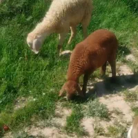 میش اول شکم