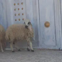 بره قوچ نره بز نقشی بز شیر مخصوص درخونه|حیوانات مزرعه|بندرعباس, |دیوار