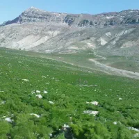 کاه جاشیر