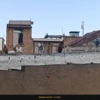 تیپ 35تایی|پرنده|کنگاور, |دیوار