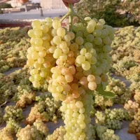کشمش بیدانه تازه گوشتی  پاک شده بدون پوچی و خرابی