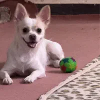 واگذاری سگ پامر اشپیتز