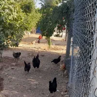 خروس بالغ و کمیاب