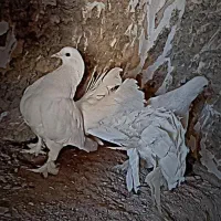 کبوتر|پرنده|مبارکه, |دیوار