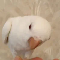 راهب نر بالغ