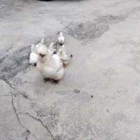 جوجه مرغ ابریشمی زینتی|حیوانات مزرعه|گرگان, |دیوار