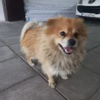 سگ پامر روباهیی