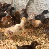 فروش جوجه ۱۰ روزه|حیوانات مزرعه|بابل, |دیوار