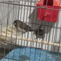 جفت بنگالی باتخم همراه قفس|پرنده|تبریز, |دیوار