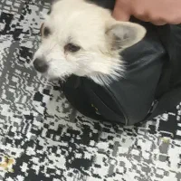 سگ پامر اشپیتز