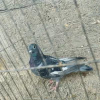 کفتر|پرنده|بافق, |دیوار