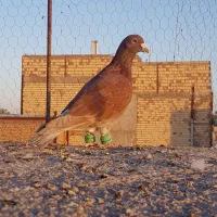 تعدادی کفتر آلمانی نر و ماده