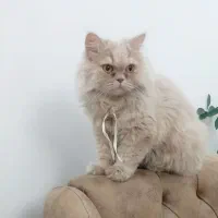 گربه پرشین|گربه|فردیس, قریشی|دیوار