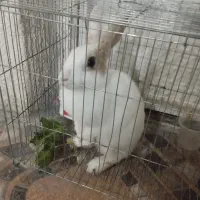 خرگوش بازیگوش