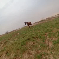 نریان|اسب و تجهیزات اسب‌سواری|امیدیه, |دیوار