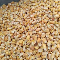 3 تن ذرت برزیل درجه 1