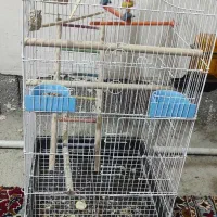 عروس هلندی سوپر سایز|پرنده|سنقر, |دیوار