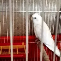 عروس هلندی بالغ