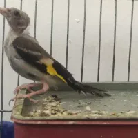 جوجه سهره ماده