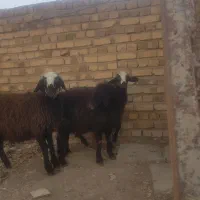 بره های شالی