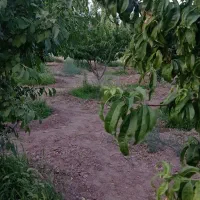 باغی بمساحت200متردرنیشابورروستای سعیداباد