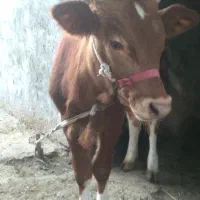 گوساله نر المانی