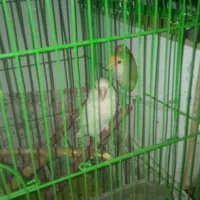 طوطی برزیلی