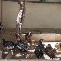 فروش خروس