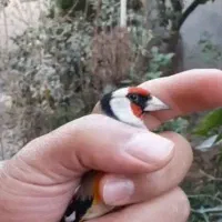 سهره دورگ|پرنده|ارسنجان, |دیوار