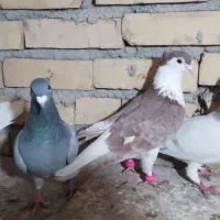 معاوضه کبوتر با گندم