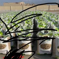 کارگر بار کردن و خالی کردن بار هستم