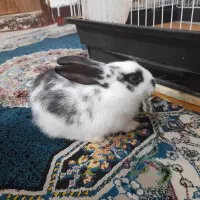 خرگوش سفید و سیاه خوشگل|موش و خرگوش|اهواز, امانیه|دیوار