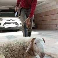 قصابی سلاخ سیار گوسفند گوشت