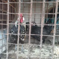خروس و مرغ بلژیکی