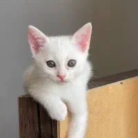 توله گربه