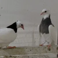جفت کفتر