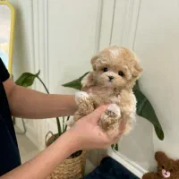 پوشیدل خانگی|سگ|تهران, مرزداران|دیوار