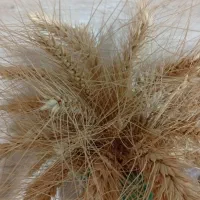 گندم بذری پیشگام بوجاری شوده