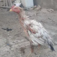 مرغ وخروس