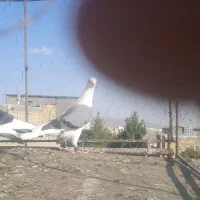 زرد|پرنده|تربت‌حیدریه, داروپخش|دیوار