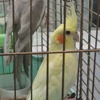 عروس هلندی جوجه