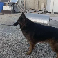 سگ ژرمن گمشده