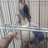 یک جفت کوتوله برزیلی ۶تخمه|پرنده|تهران, ارامنه|دیوار