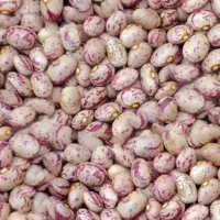 لوبیا چیتی امسالی درجه یک