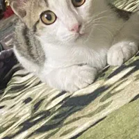 واگذاری گربه رایگان سه ماهه